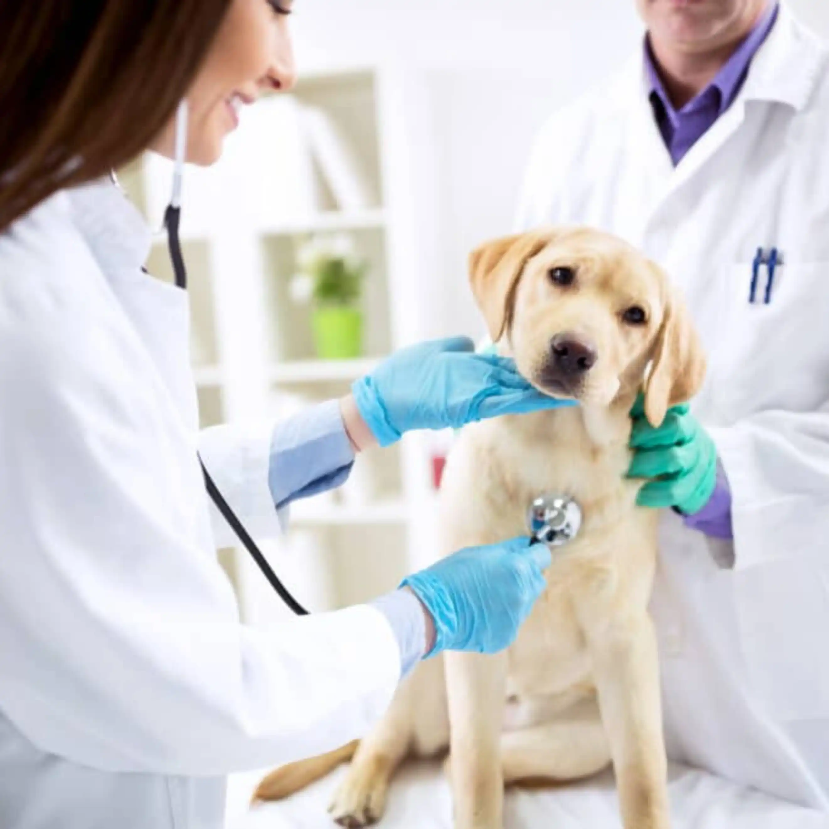 Top Digital Marketing Agency for Pet Services – Adwhs Solutions Dubai