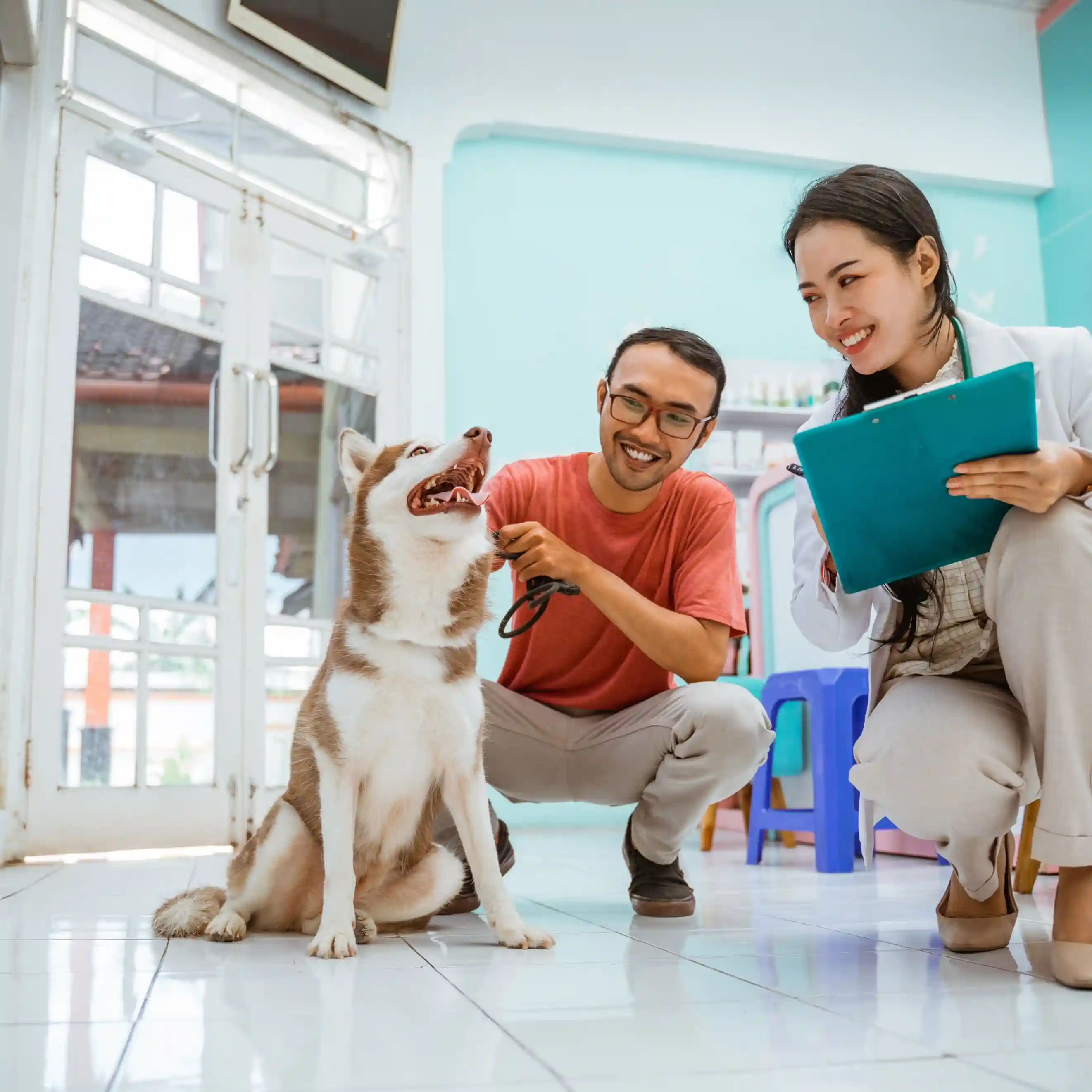 Dubai’s Leading Pet Services SEO Agency | Adwhs Solutions